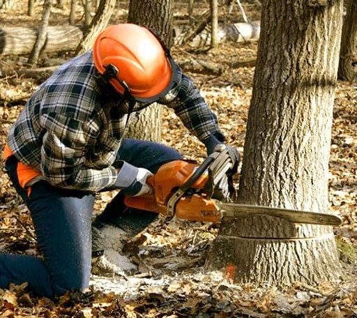 Tree Removal in College Corner, OH